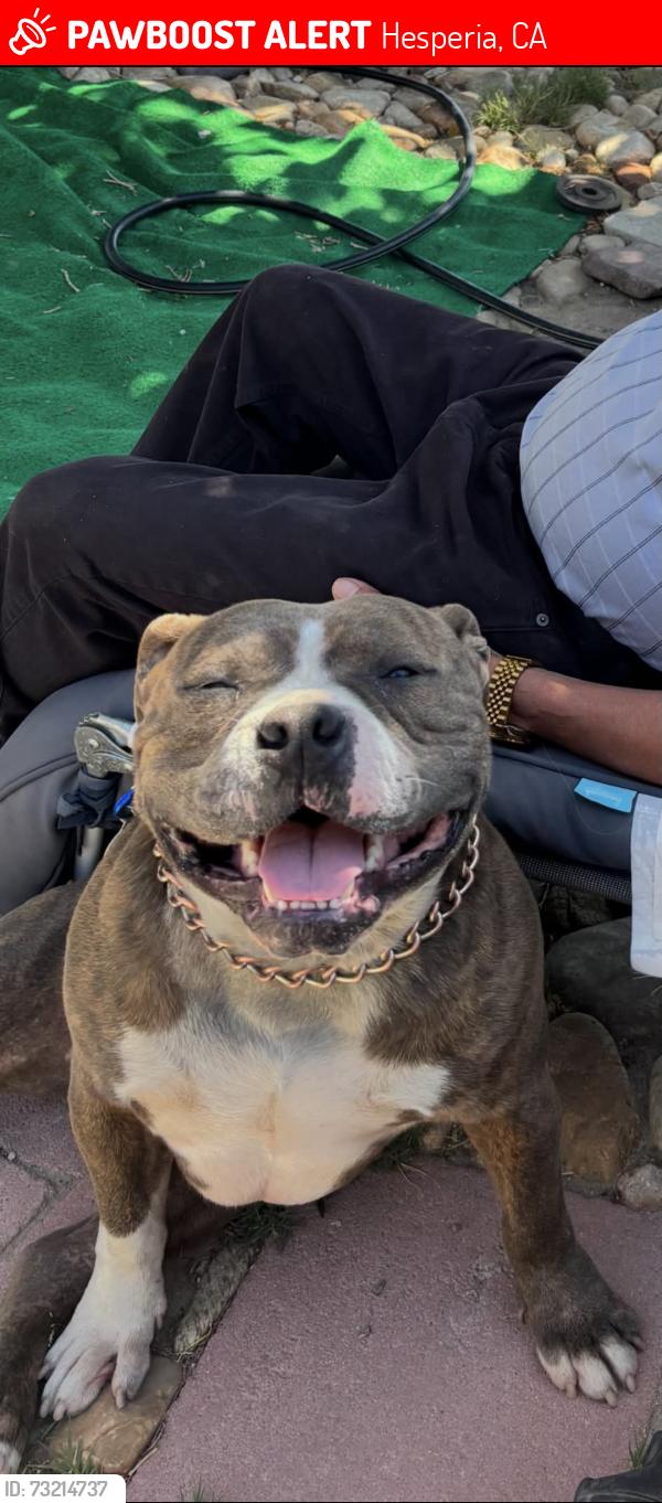 Lost Male Dog last seen Hesperia rd seneca, Hesperia, CA 92340
