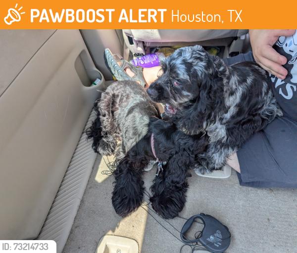 Found/Stray Male Dog last seen Paso Real Dr, Houston, TX 77083