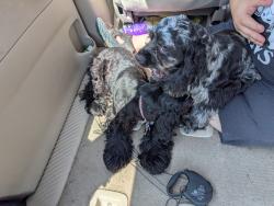 Found/Stray Male Dog last seen Paso Real Dr, Houston, TX 77083