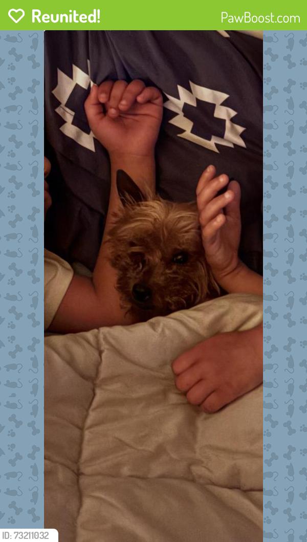 Reunited Female Dog last seen Versailles Ave, McKeesport, PA 15132