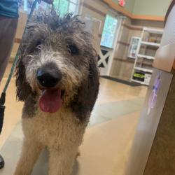 Found/Stray Male Dog last seen Transou Rd and Reynolda Rd, Pfafftown, NC 27040