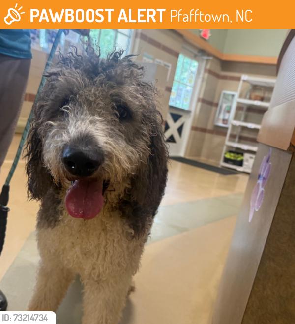 Found/Stray Male Dog last seen Transou Rd and Reynolda Rd, Pfafftown, NC 27040