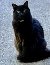 Reunited Unknown Cat last seen 125th/128th Ave SE and SE 53rd St, Bellevue, WA 98006