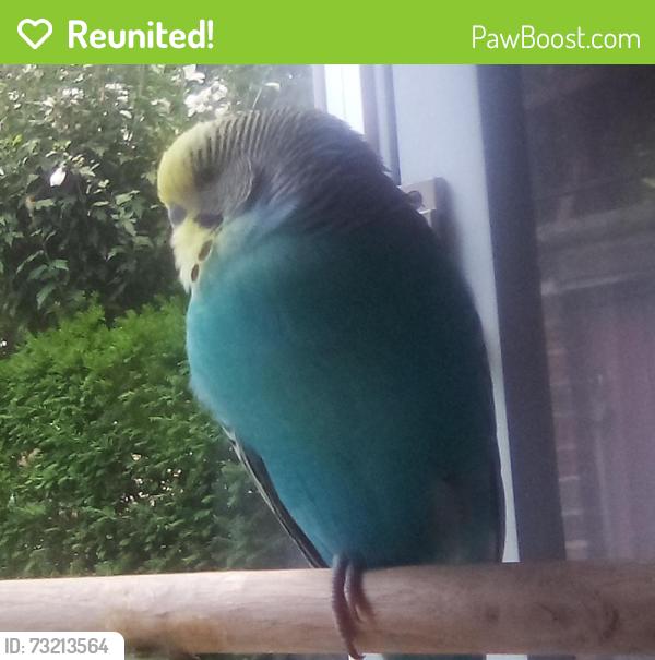 Reunited Male Bird last seen East elmhurst, Queens, NY 11370