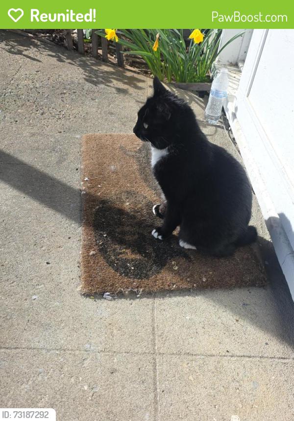 Reunited Female Cat last seen 101st and Insley, Portland, OR 97266