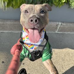 Shelter Stray Female Dog last seen , Animal Care & Control Team of Philly, 111 W Hunting Park Ave, Philadelphia, PA 19140, USA