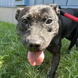 Shelter Stray Female Dog last seen , Animal Care & Control Team of Philly, 111 W Hunting Park Ave, Philadelphia, PA 19140, USA