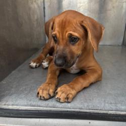 Shelter Stray Male Dog last seen , 1109 Moore Ave, Portland, TX 78374, USA