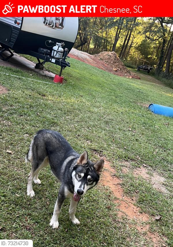 Lost Male Dog last seen Casey creek , 221, Chesnee, SC 29323