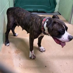 Shelter Stray Female Dog last seen , 1109 Moore Ave, Portland, TX 78374, USA