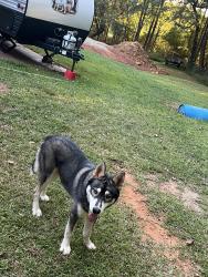 Lost Male Dog last seen Casey creek , 221, Chesnee, SC 29323