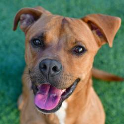 Shelter Stray Male Dog last seen , 3173 K-68 Hwy, Ottawa, KS 66067, USA