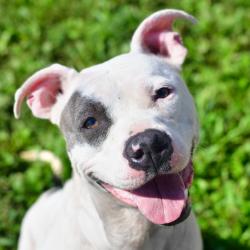 Shelter Stray Female Dog last seen , 3173 K-68 Hwy, Ottawa, KS 66067, USA