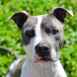 Shelter Stray Female Dog last seen , 3173 K-68 Hwy, Ottawa, KS 66067, USA