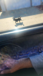 Found/Stray Unknown Dog last seen Close to Camellia Elementary school, off Rancho Abobe Drive, Sacramento, CA 95828