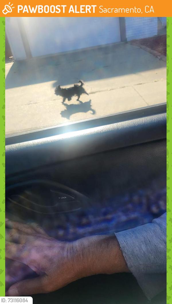 Found/Stray Unknown Dog last seen Close to Camellia Elementary school, off Rancho Abobe Drive, Sacramento, CA 95828