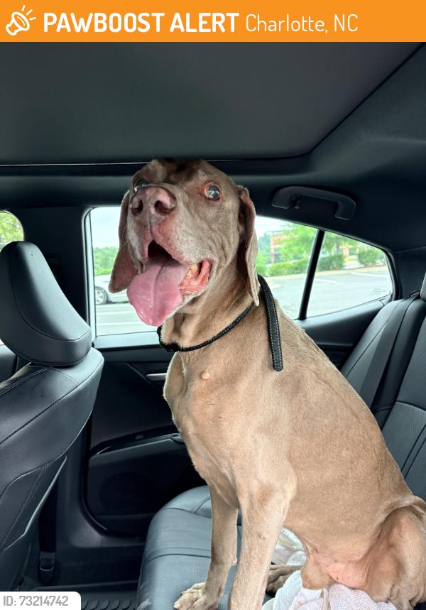 Found/Stray Male Dog last seen Youngblood road and Zoar Road Charlotte NC, Charlotte, NC 28278