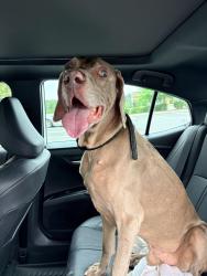 Found/Stray Male Dog last seen Youngblood road and Zoar Road Charlotte NC, Charlotte, NC 28278
