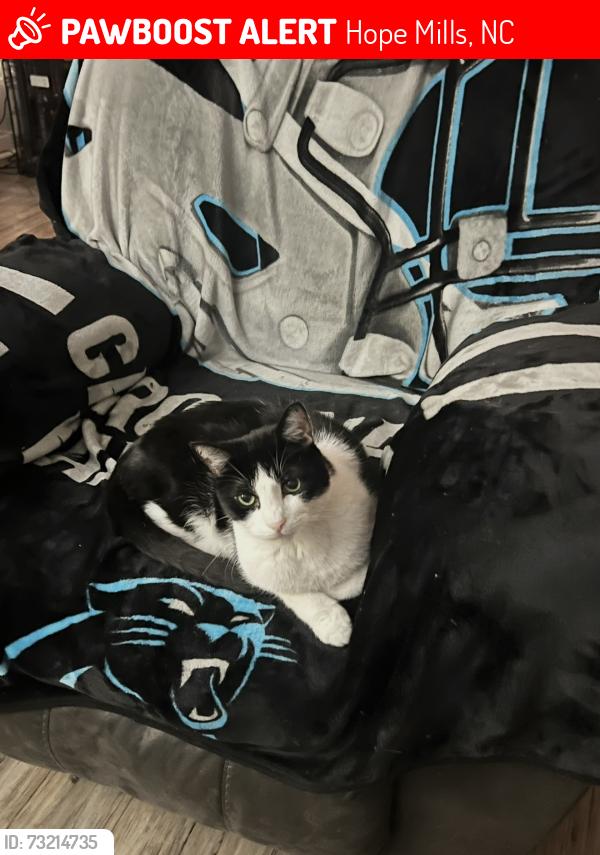 Lost Male Cat last seen Near the intersection of Rockfish Road and Camden Road. We live right near there., Hope Mills, NC 28348