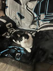 Lost Male Cat last seen Near the intersection of Rockfish Road and Camden Road. We live right near there., Hope Mills, NC 28348