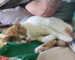 Reunited Male Cat last seen Wanda and w j, Fullerton, CA 92833