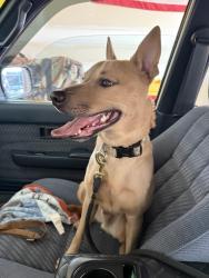 Found/Stray Male Dog last seen Hico village, Spokane Valley, WA 99016