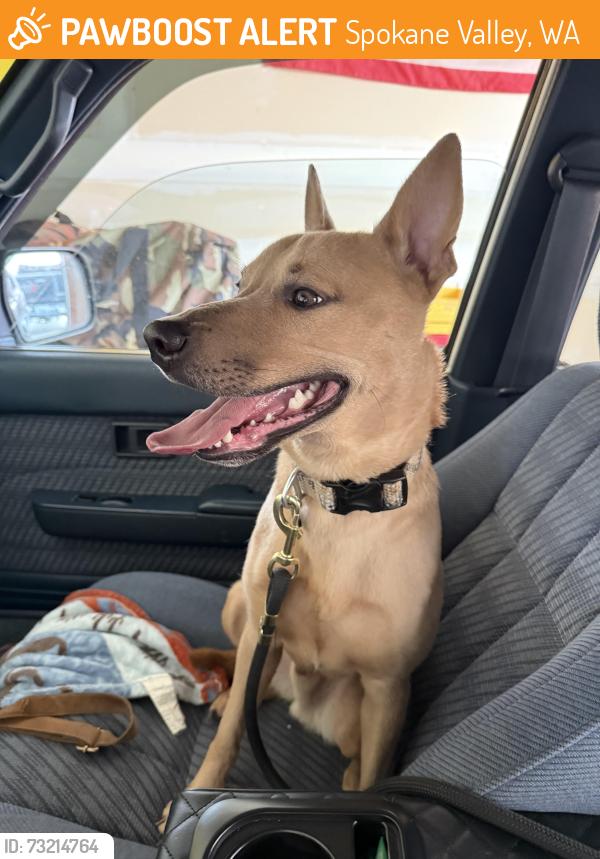 Found/Stray Male Dog last seen Hico village, Spokane Valley, WA 99016