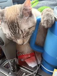 Lost Male Cat last seen White court, Daytona Beach, FL 32117