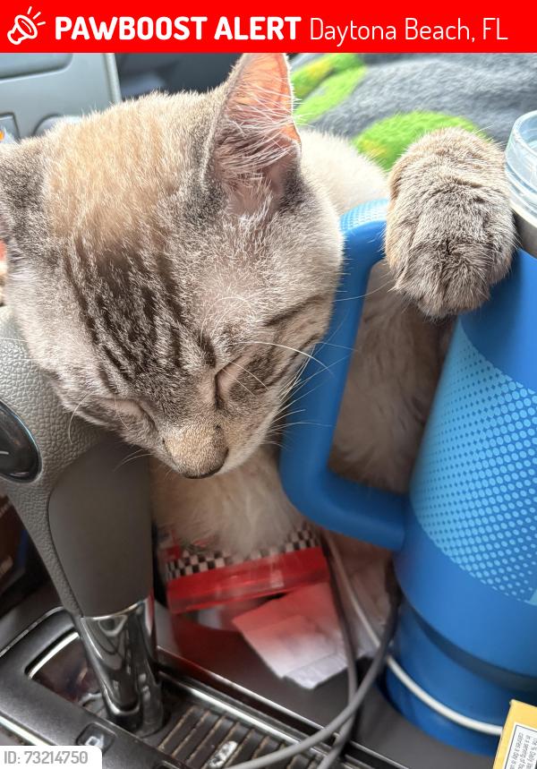 Lost Male Cat last seen White court, Daytona Beach, FL 32117