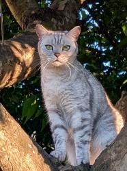 Reunited Male Cat last seen Minster Way, Claverton Down, England BA2 6RH