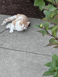Found/Stray Male Cat last seen SW Beaverton Hillsdale and SW Scholls Ferry, Portland, OR 97225