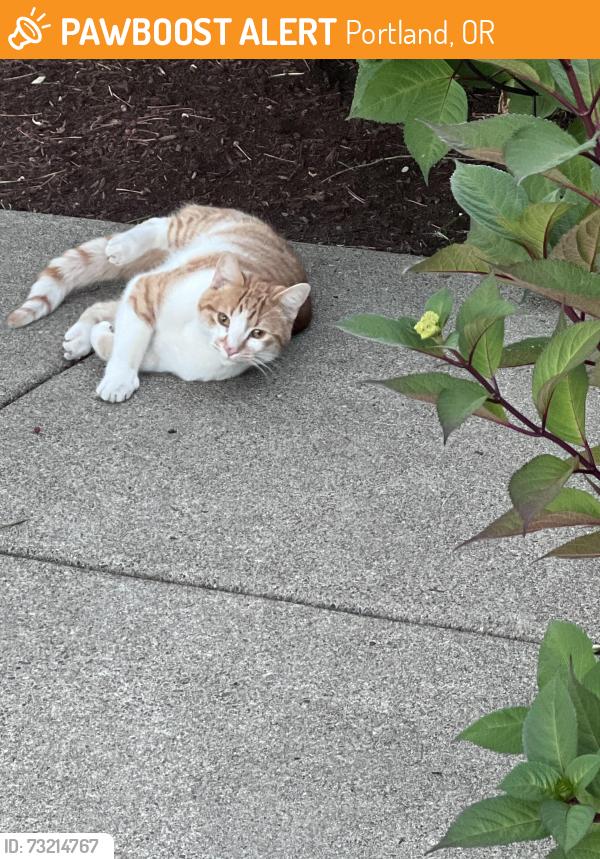 Found/Stray Male Cat last seen SW Beaverton Hillsdale and SW Scholls Ferry, Portland, OR 97225