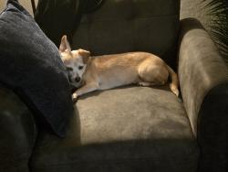 Lost Female Dog last seen Near e Francis dr palm springs ca 92262, Palm Springs, CA 92262