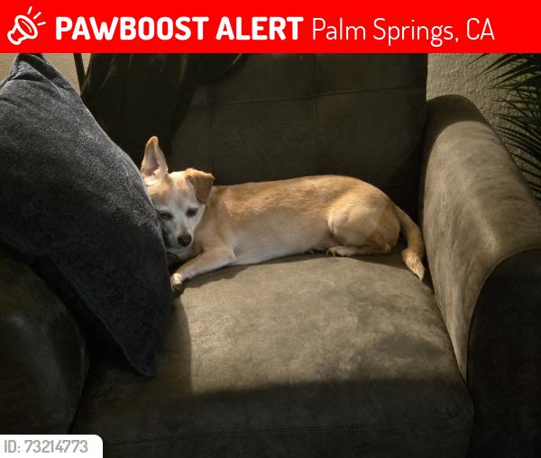 Lost Female Dog last seen Near e Francis dr palm springs ca 92262, Palm Springs, CA 92262