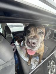 Reunited Male Dog last seen The shaffner Inn, Winston-Salem, NC 27101