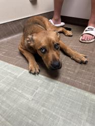 Found/Stray Male Dog last seen Tacoa Park, Chattanooga, TN 37411
