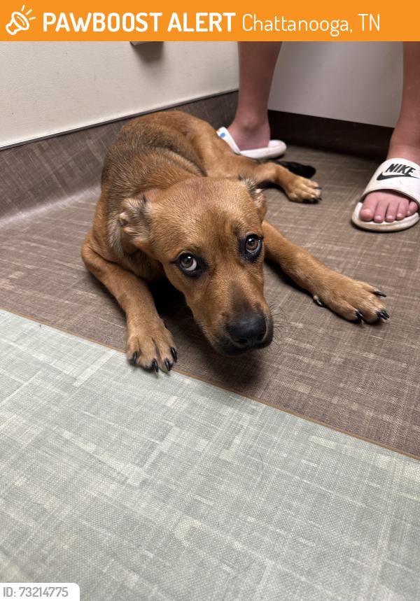 Found/Stray Male Dog last seen Tacoa Park, Chattanooga, TN 37411