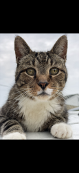 Lost Male Cat last seen Main Street delta pa, Delta, PA 17314