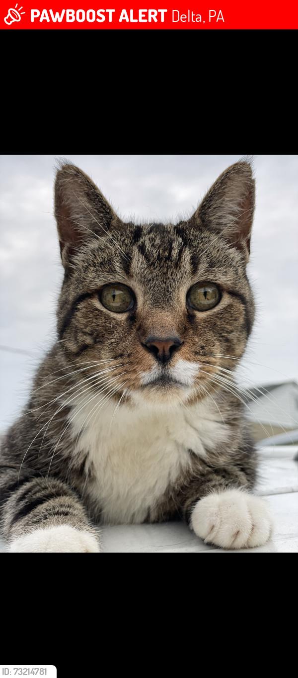 Lost Male Cat last seen Main Street delta pa, Delta, PA 17314