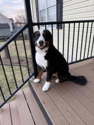 Reunited Male Dog last seen May Lane and Hickory Creek Rd Louisa VA 23093, Louisa, VA 23093