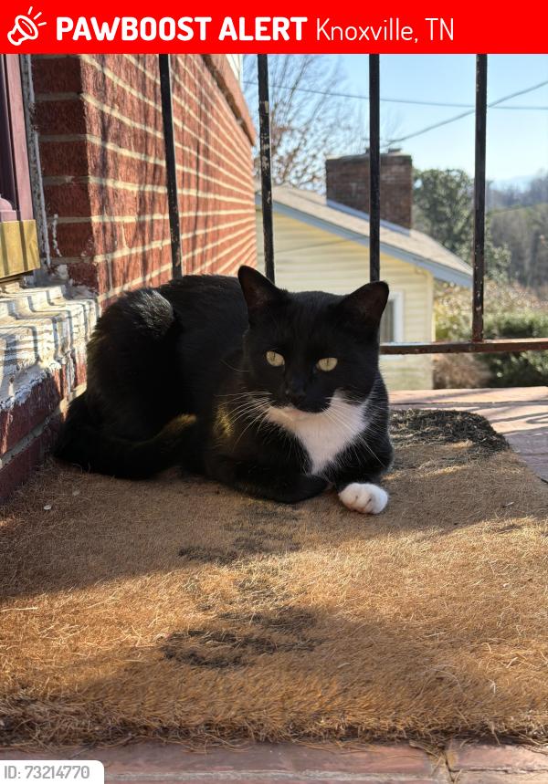 Lost Male Cat last seen Pawnee Rd, Knoxville, TN 37909