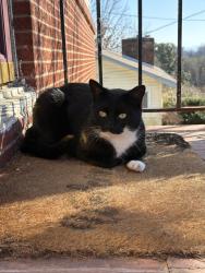 Lost Male Cat last seen Pawnee Rd, Knoxville, TN 37909