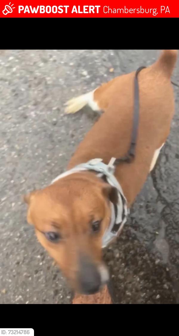 Lost Male Dog last seen South Main St, Chambersburg, PA 17201