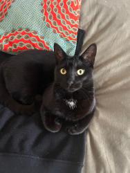 Lost Female Cat last seen 18E Ave, QC, H1X 2N6, Montreal, QC H1X 2N6