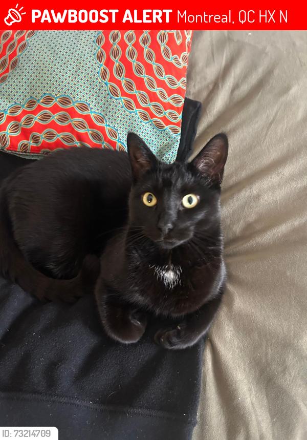 Lost Female Cat last seen 18E Ave, QC, H1X 2N6, Montreal, QC H1X 2N6
