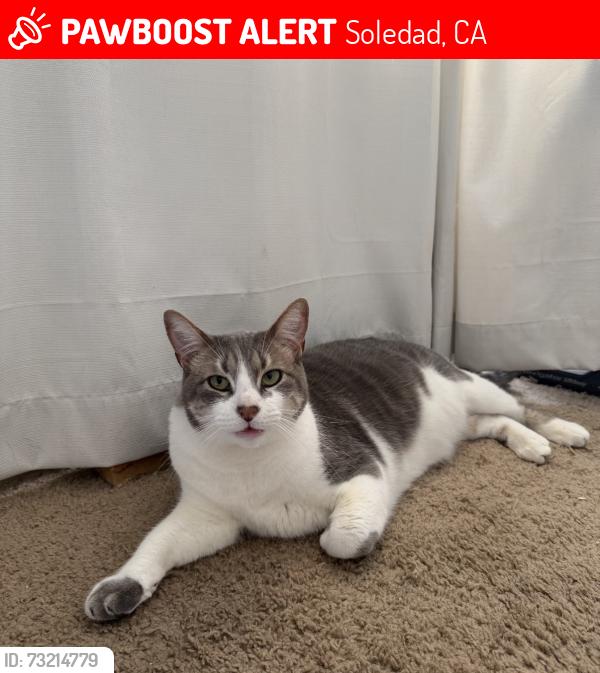 Lost Male Cat last seen San Vicente St and Lilly Pl, Soledad, CA 93960