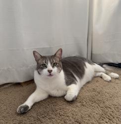 Lost Male Cat last seen San Vicente St and Lilly Pl, Soledad, CA 93960