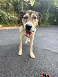 Found/Stray Female Dog last seen Lebanon Rd & Mitchel, Colonial Heights, TN 37663