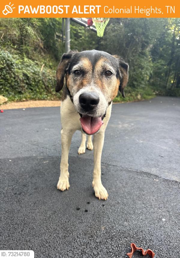 Found/Stray Female Dog last seen Lebanon Rd & Mitchel, Colonial Heights, TN 37663