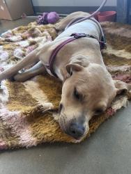 Found/Stray Male Dog last seen Near N Portland Ave, Oklahoma City, OK 73112, Oklahoma City, OK 73112